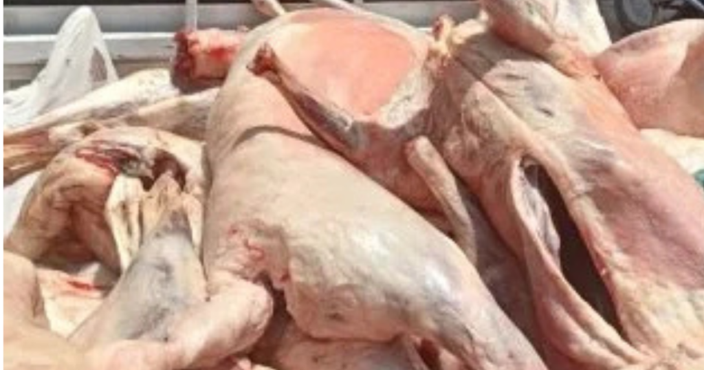 الطب البيطري بالجيزة يحسم الجدل حول مصادرة لحوم كلاب بالأسواق